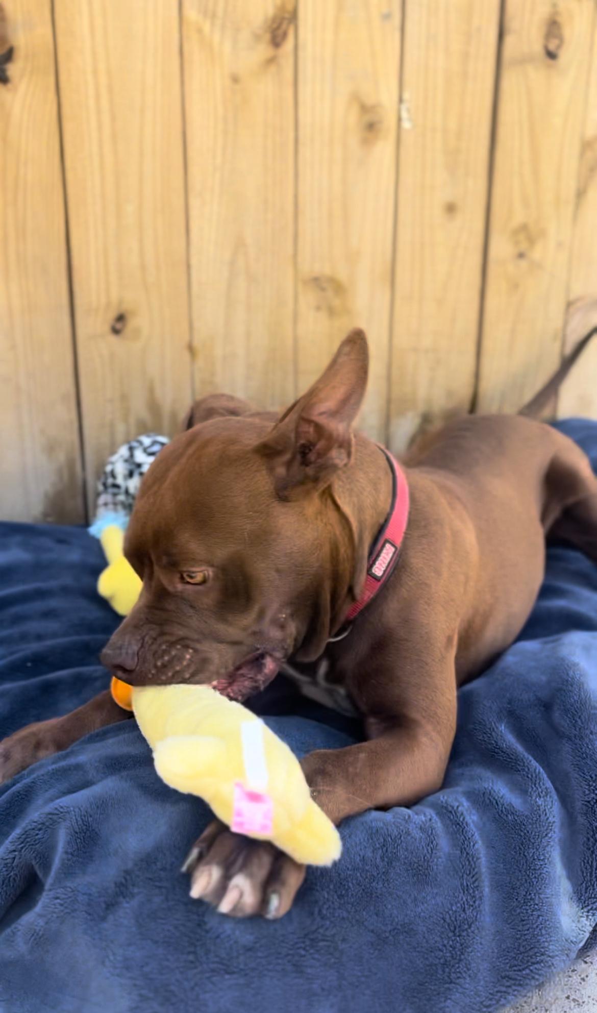 Lemmy, an adoptable American Staffordshire Terrier in SYRACUSE, KS, 67878 | Photo Image 4