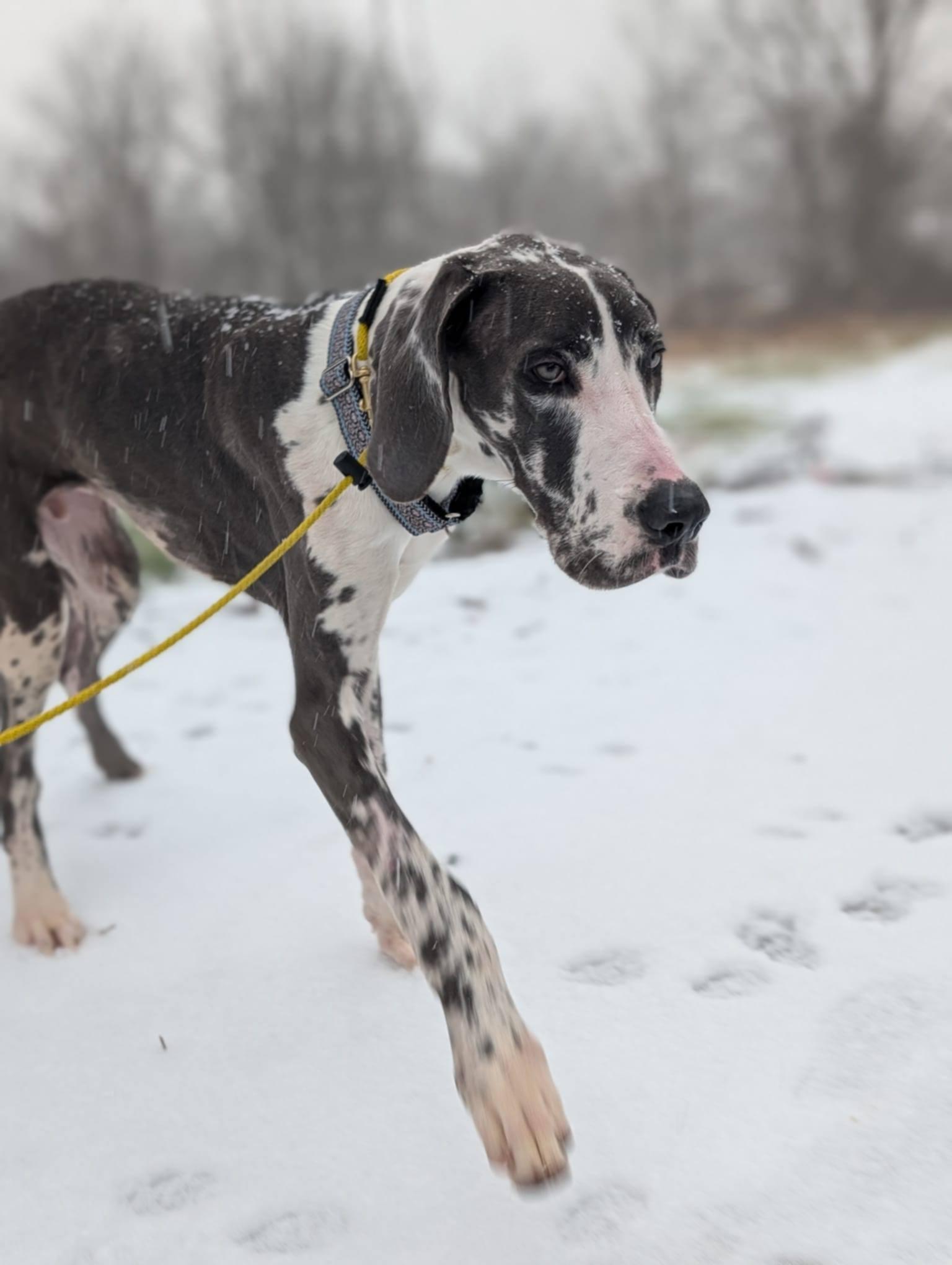 Roy, Adopted, Young Male Great Dane.