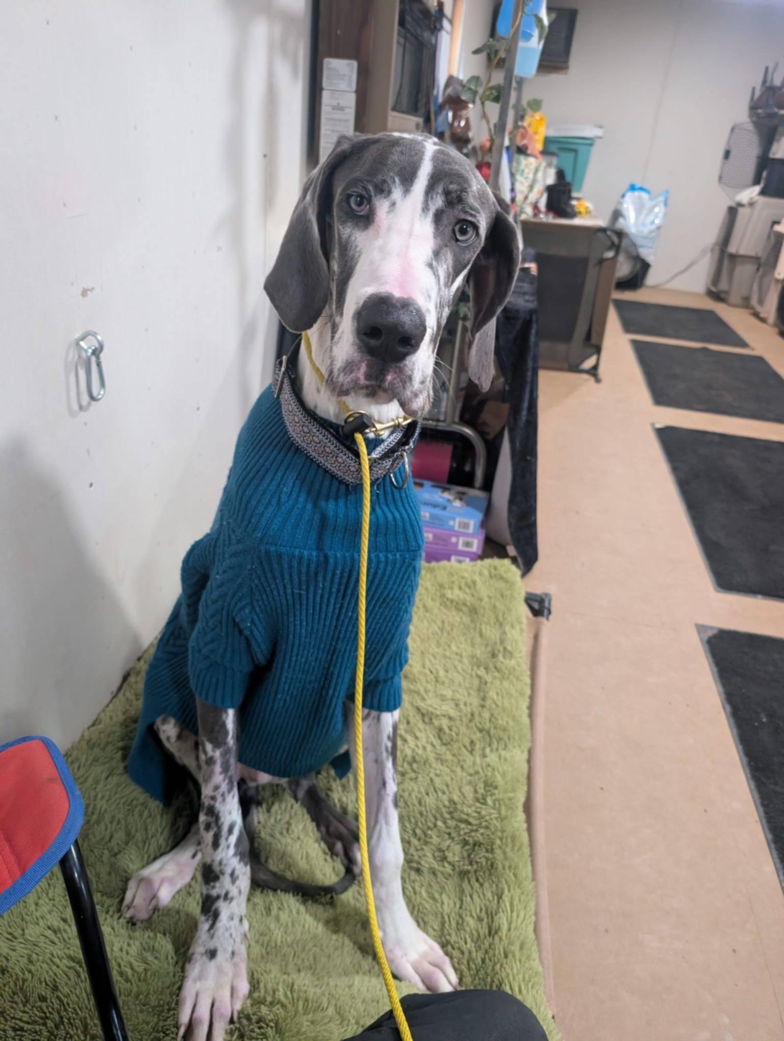 Enlarge Roy, a Adopted Great Dane in Catasauqua, PA image 2/3