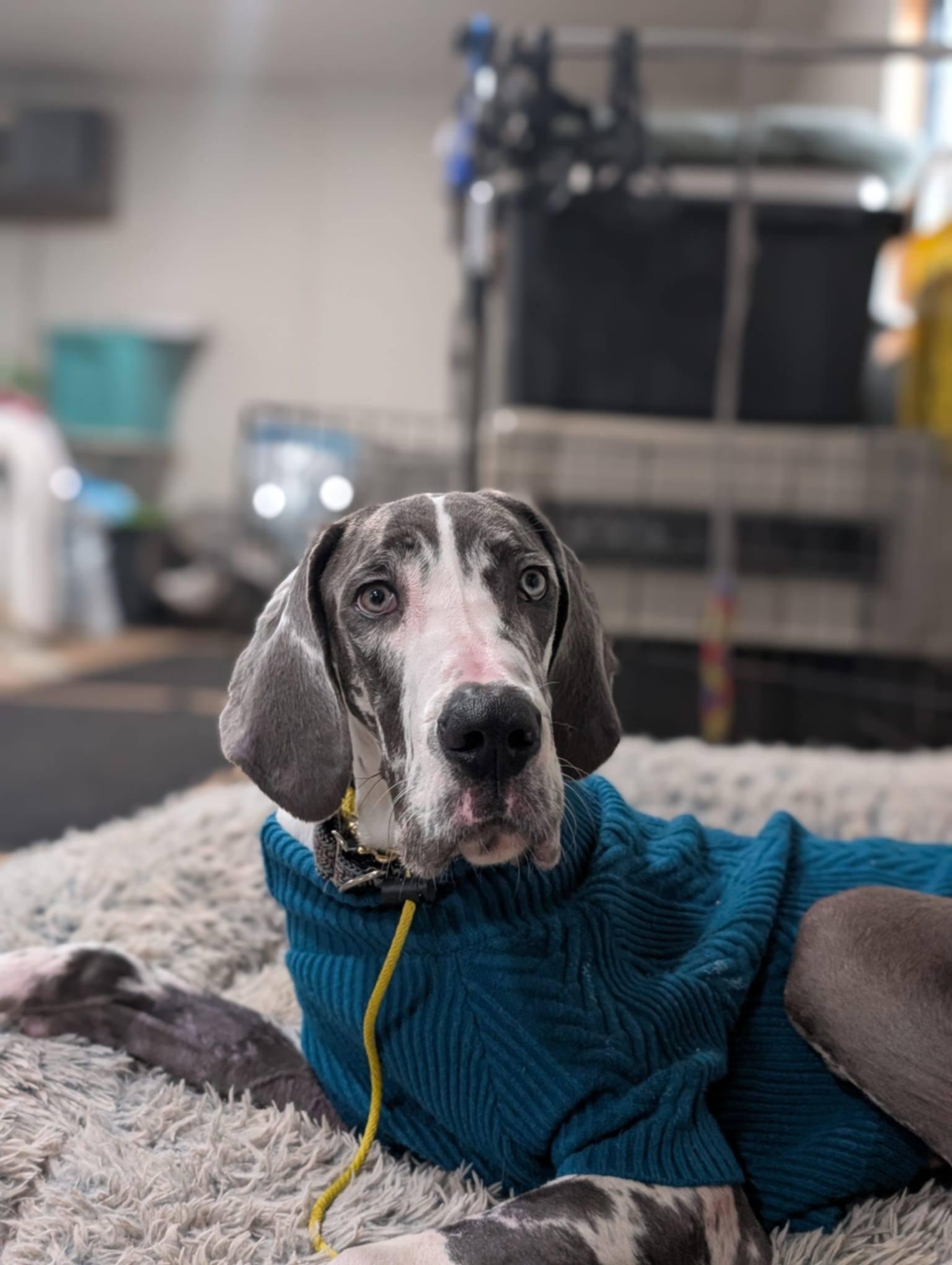 Enlarge Roy, a Adopted Great Dane in Catasauqua, PA image 3/3