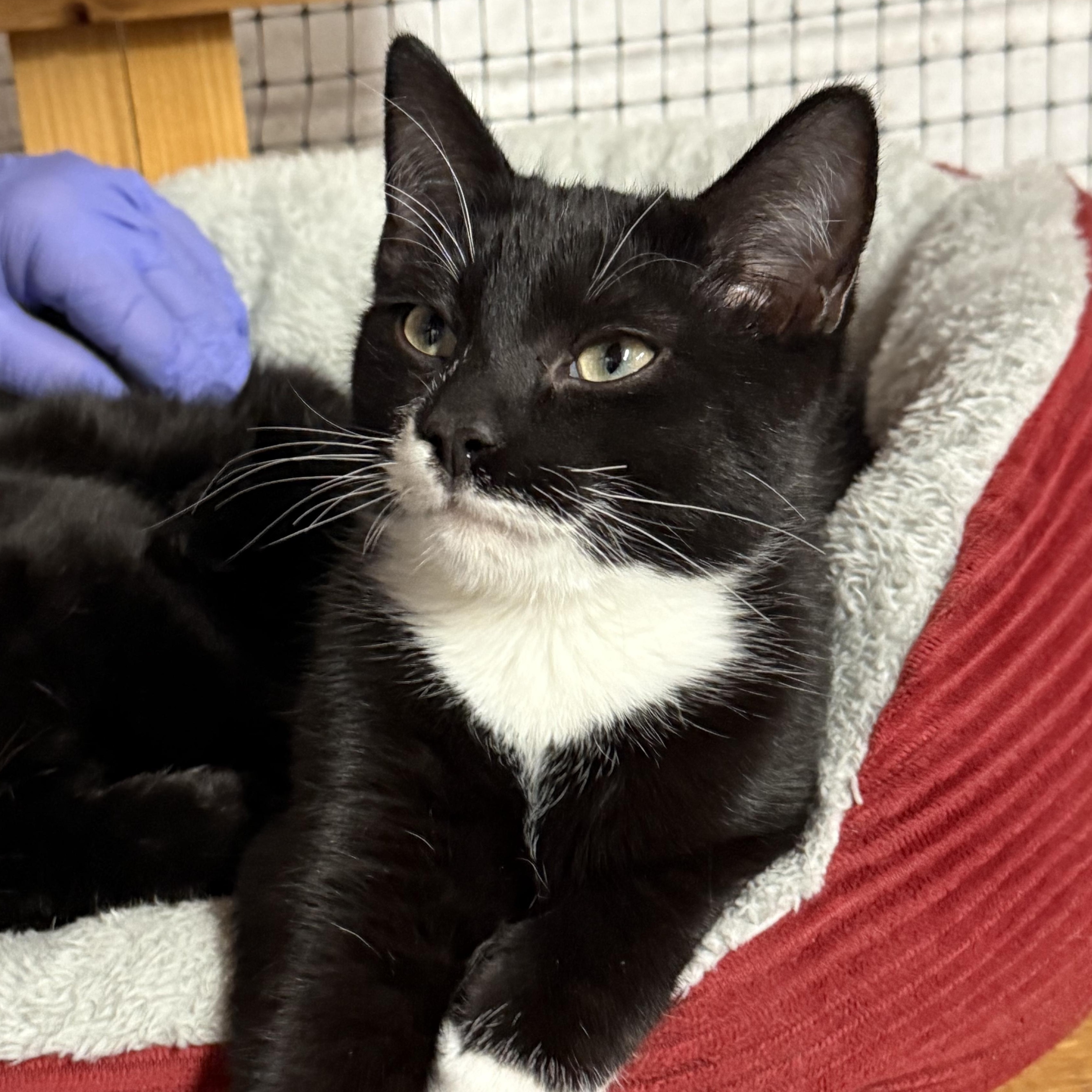 Enlarge Jack, an adopted mixed breed in East Amherst, NY image 1/5