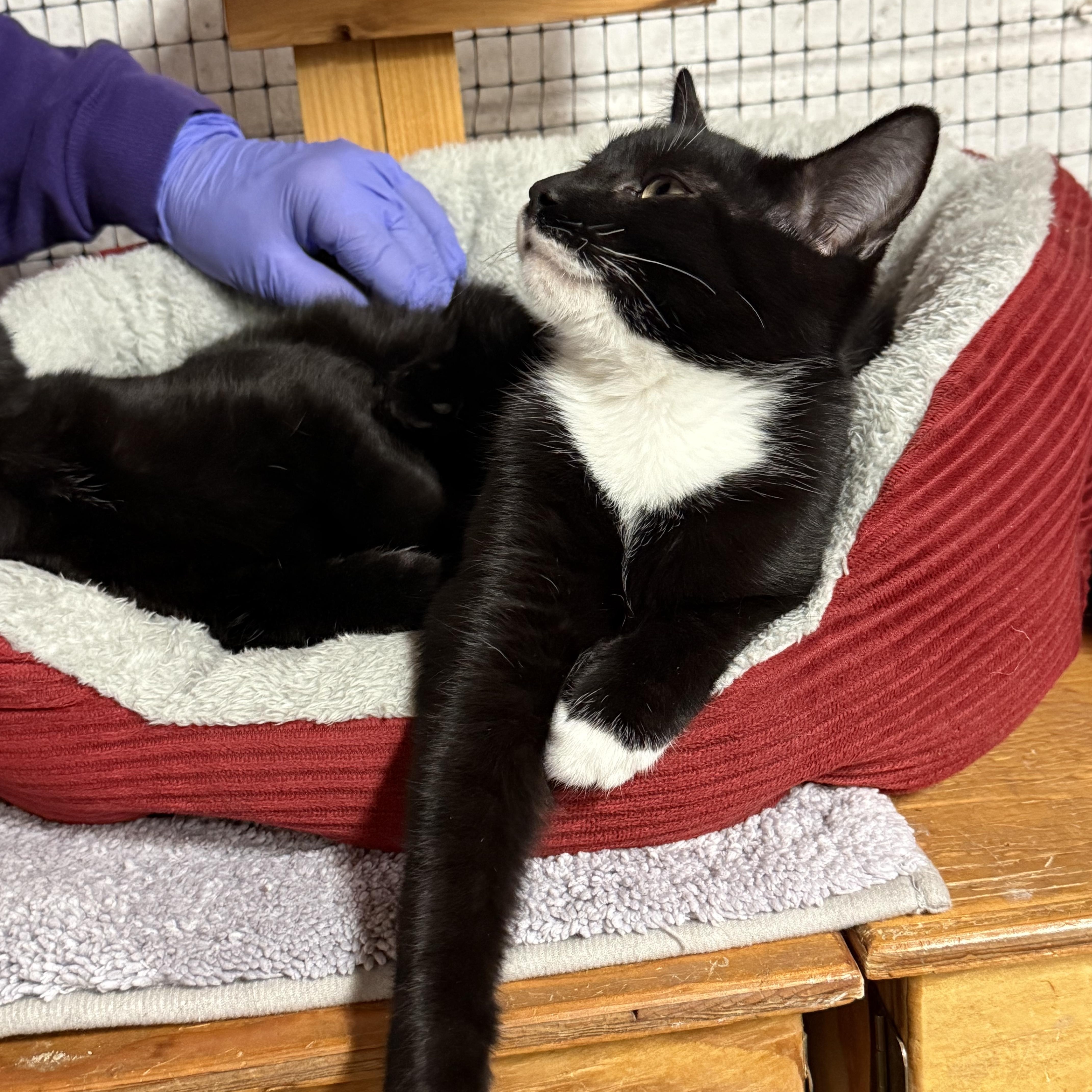 Enlarge Jack, an adopted mixed breed in East Amherst, NY image 5/5