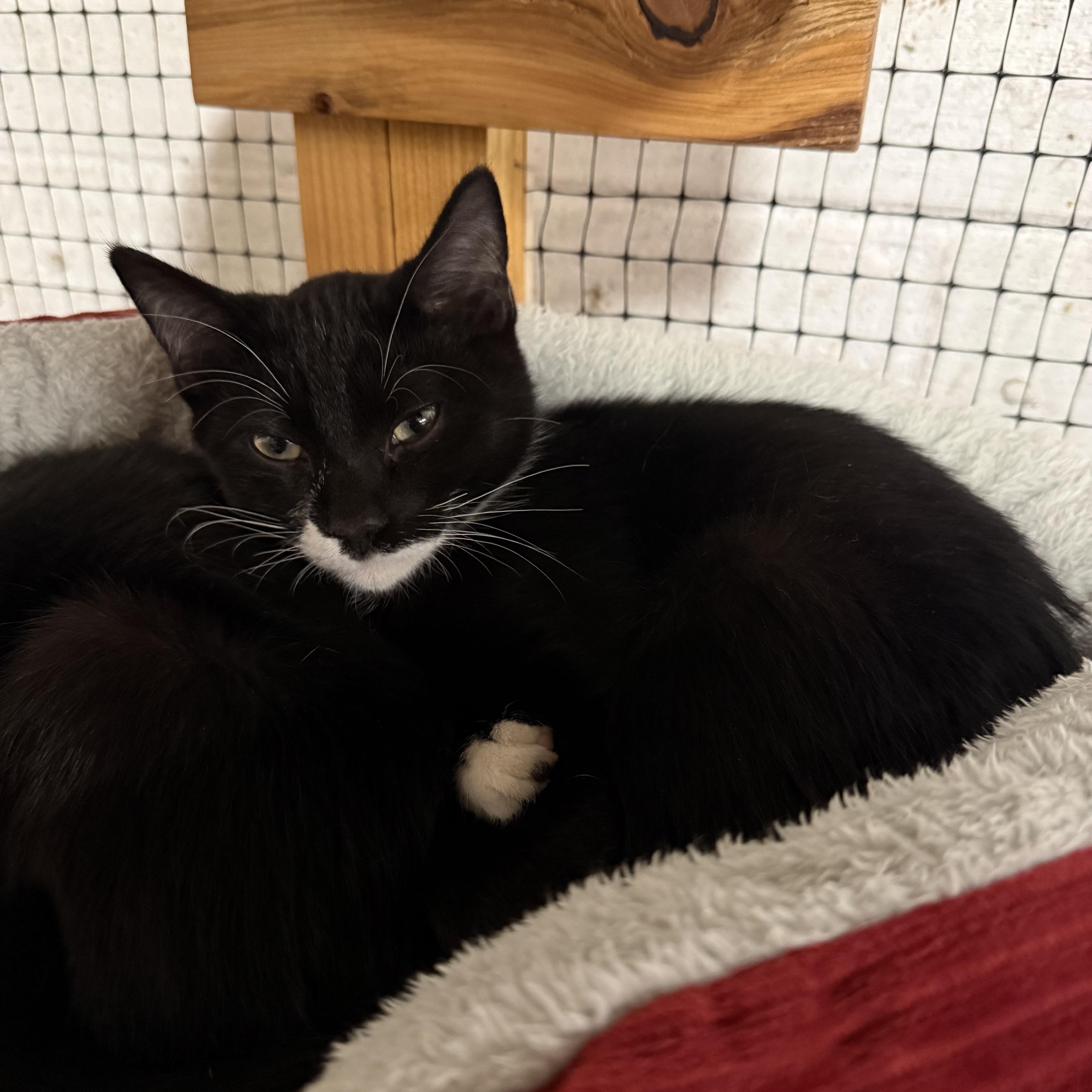 Enlarge Jack, an adopted mixed breed in East Amherst, NY image 4/5