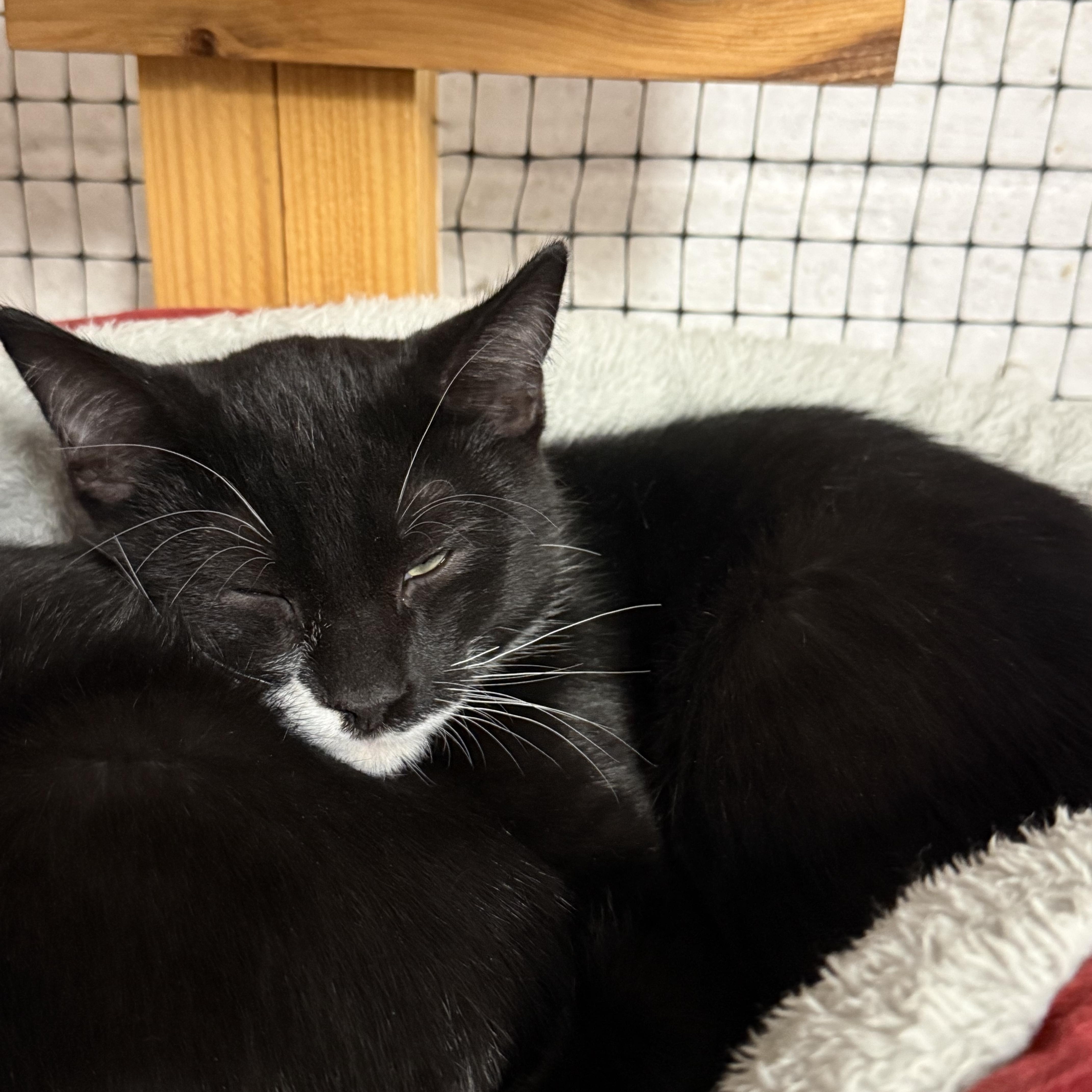 Enlarge Jack, an adopted mixed breed in East Amherst, NY image 3/5