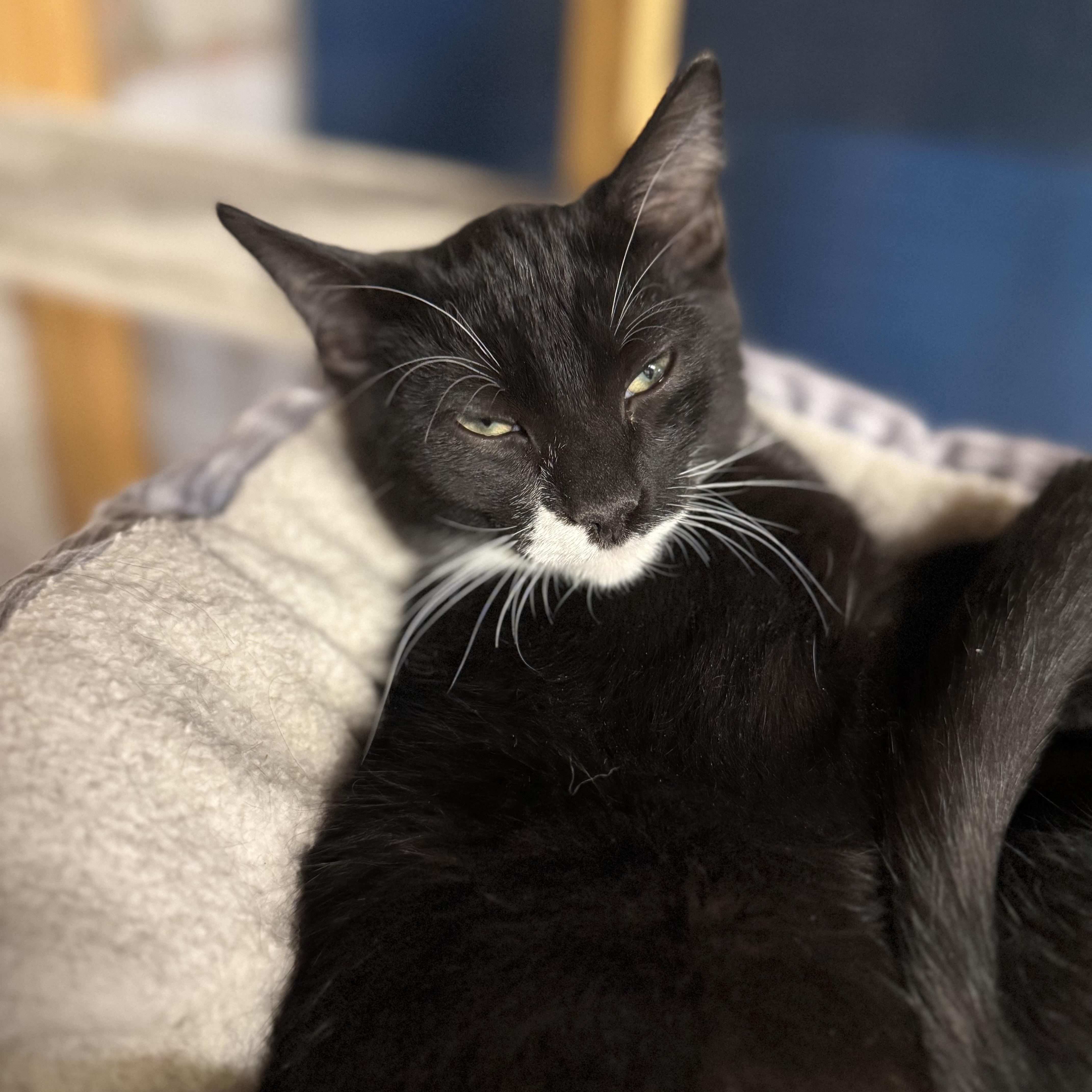 Enlarge Jack, an adopted mixed breed in East Amherst, NY image 2/5