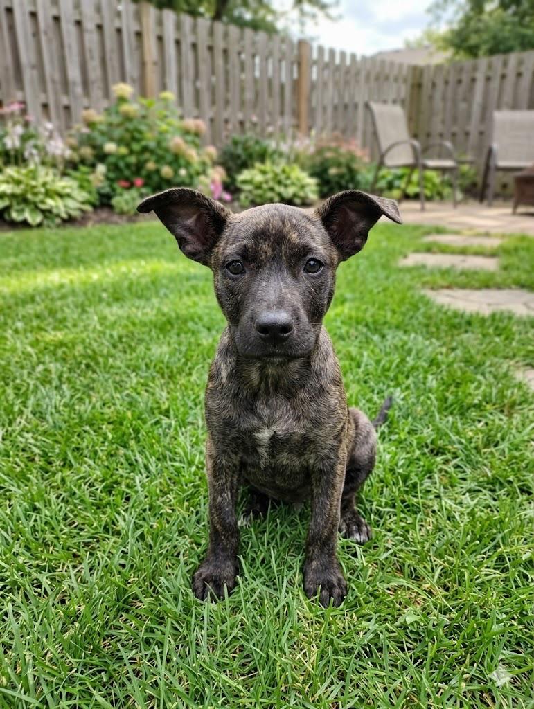 Todd, Adoptable, Puppy Male Pit Bull Terrier & Mixed Breed.