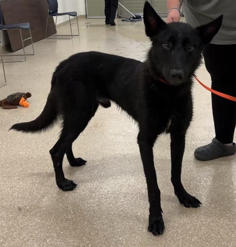 Enlarge Cutty, a ADOPTABLE mixed breed in Prince Frederick, MD image 3/4