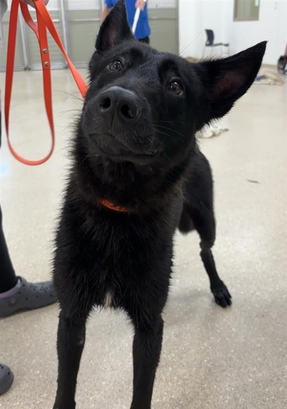 Enlarge Cutty, a ADOPTABLE mixed breed in Prince Frederick, MD image 4/4