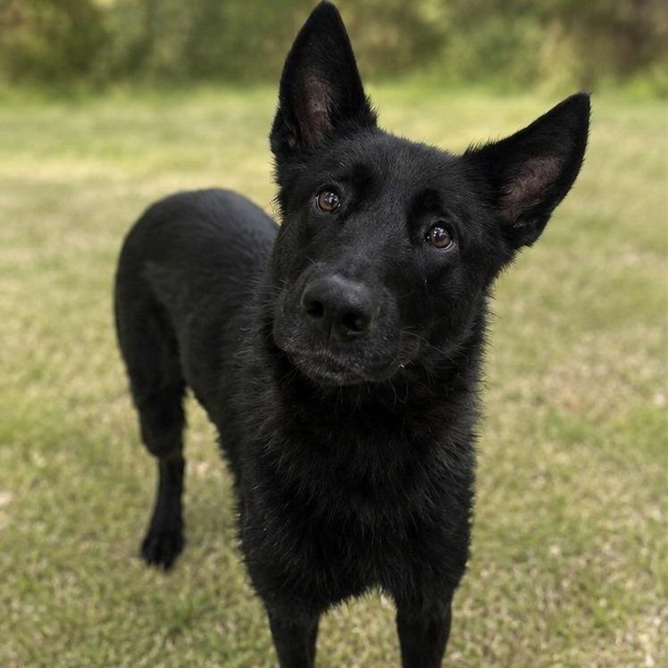 Cutty, ADOPTABLE, Adult Male German Shepherd Dog & Belgian Shepherd / Malinois.