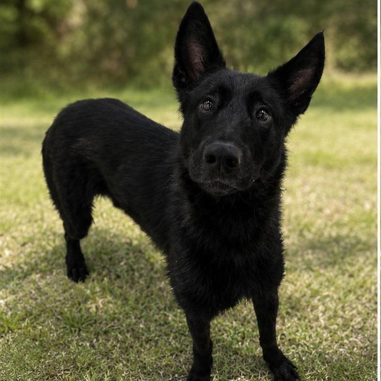 Enlarge Cutty, a ADOPTABLE mixed breed in Prince Frederick, MD image 2/4