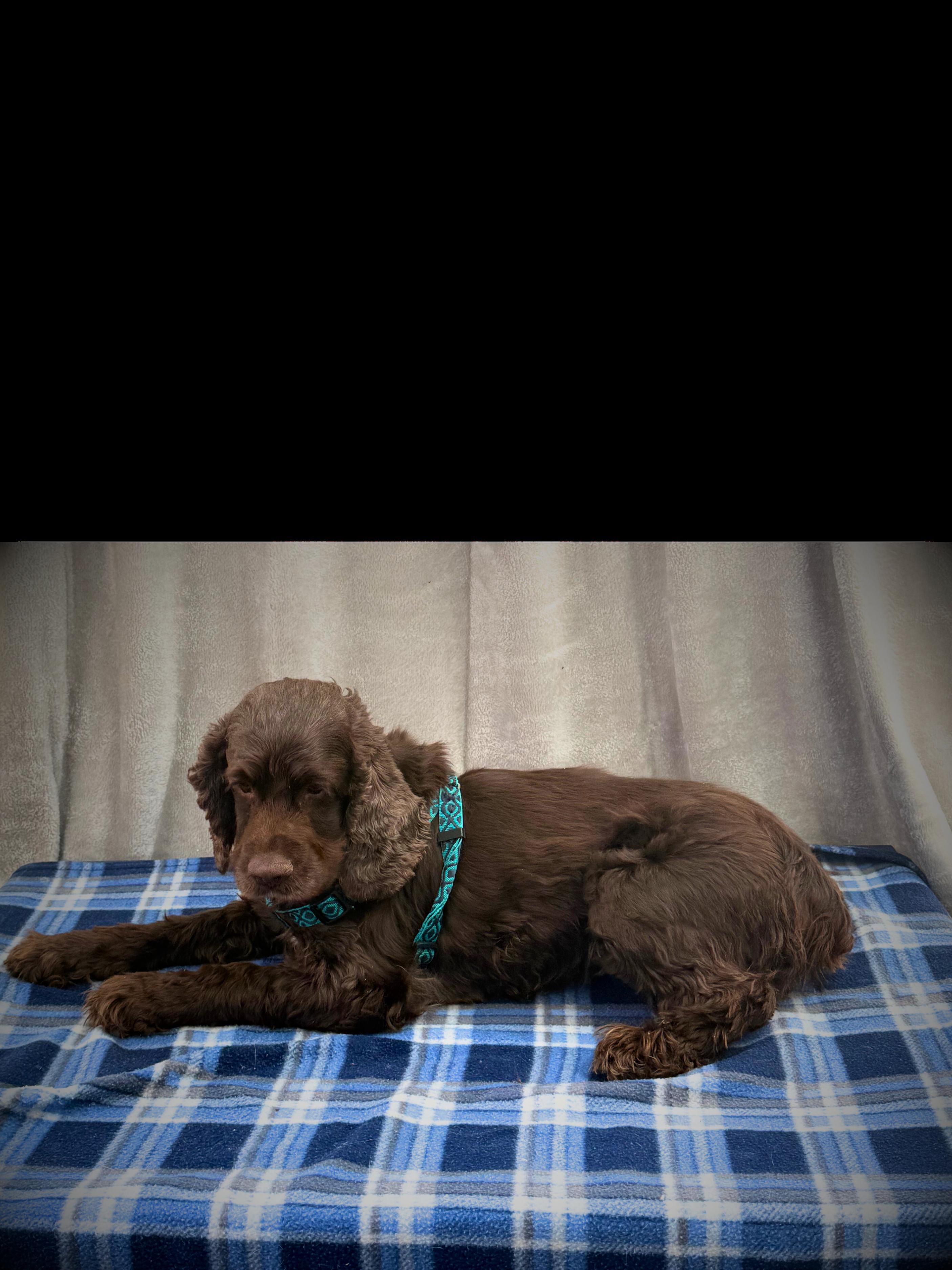 Penny | Adult | Cocker Spaniel, a ADOPTABLE Cocker Spaniel in Royalton, IL image 5/6