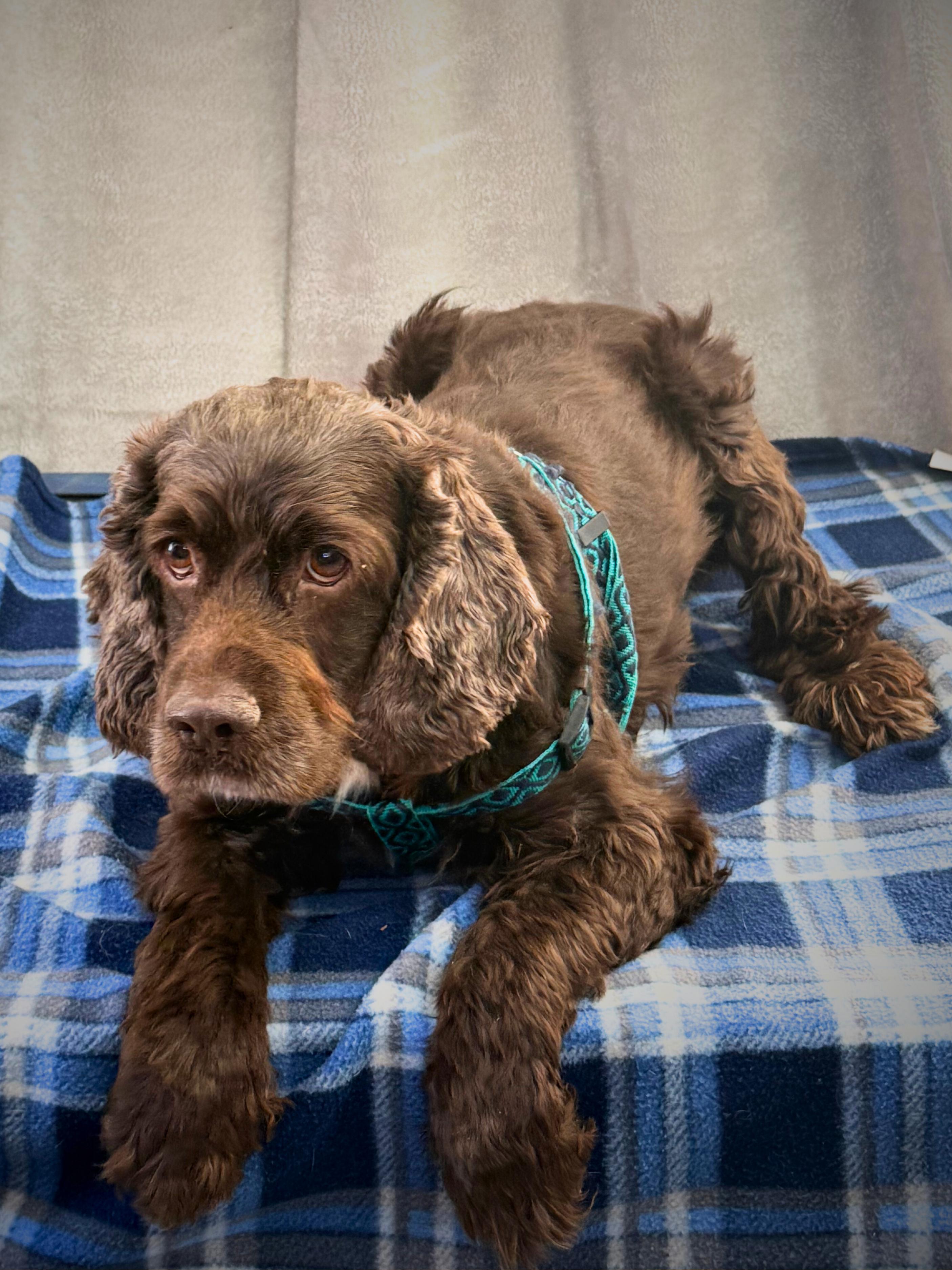 Penny | Adult | thumbnail 3