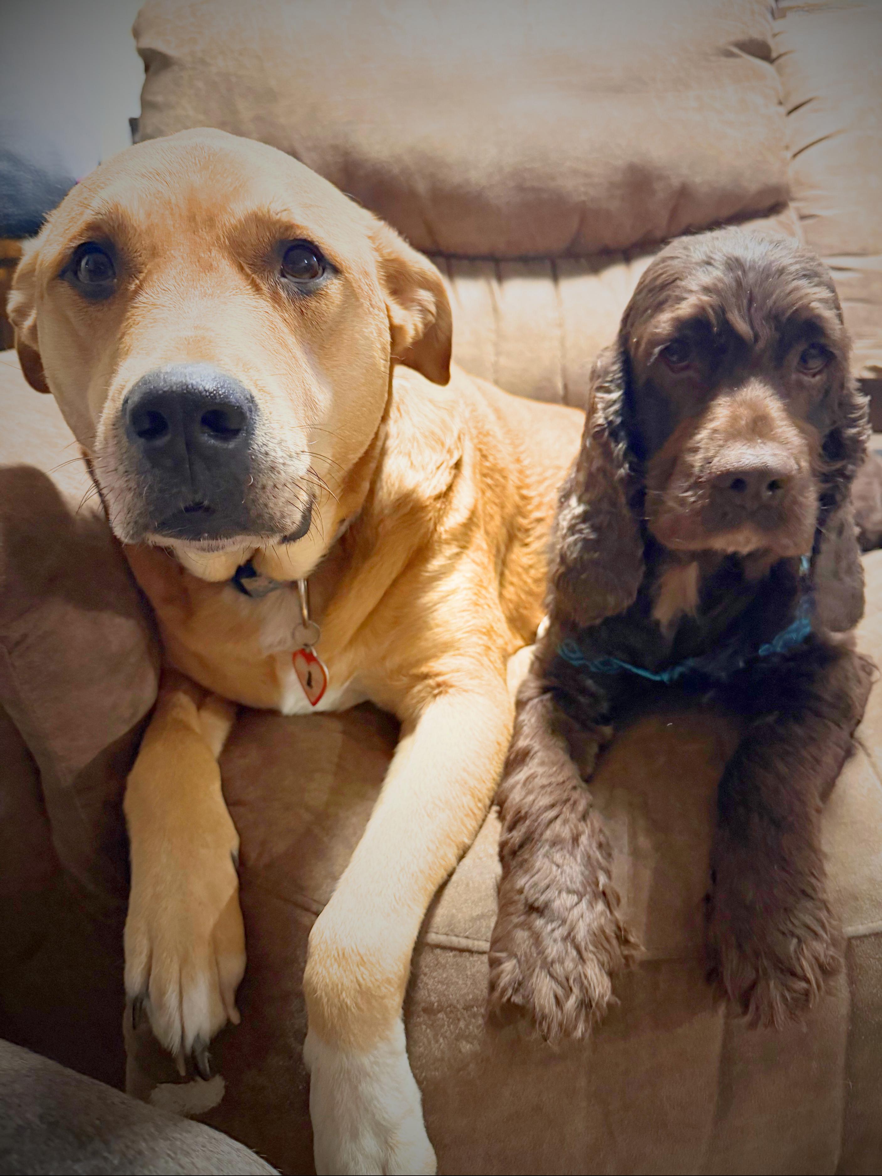 Penny | Adult | thumbnail 4