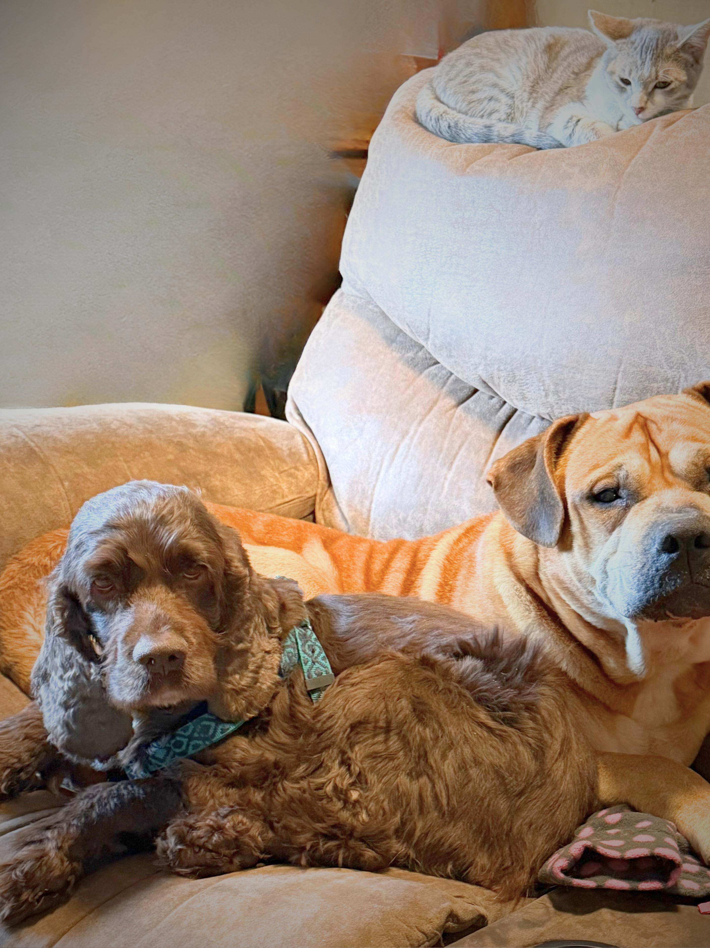 Penny | Adult | thumbnail 5