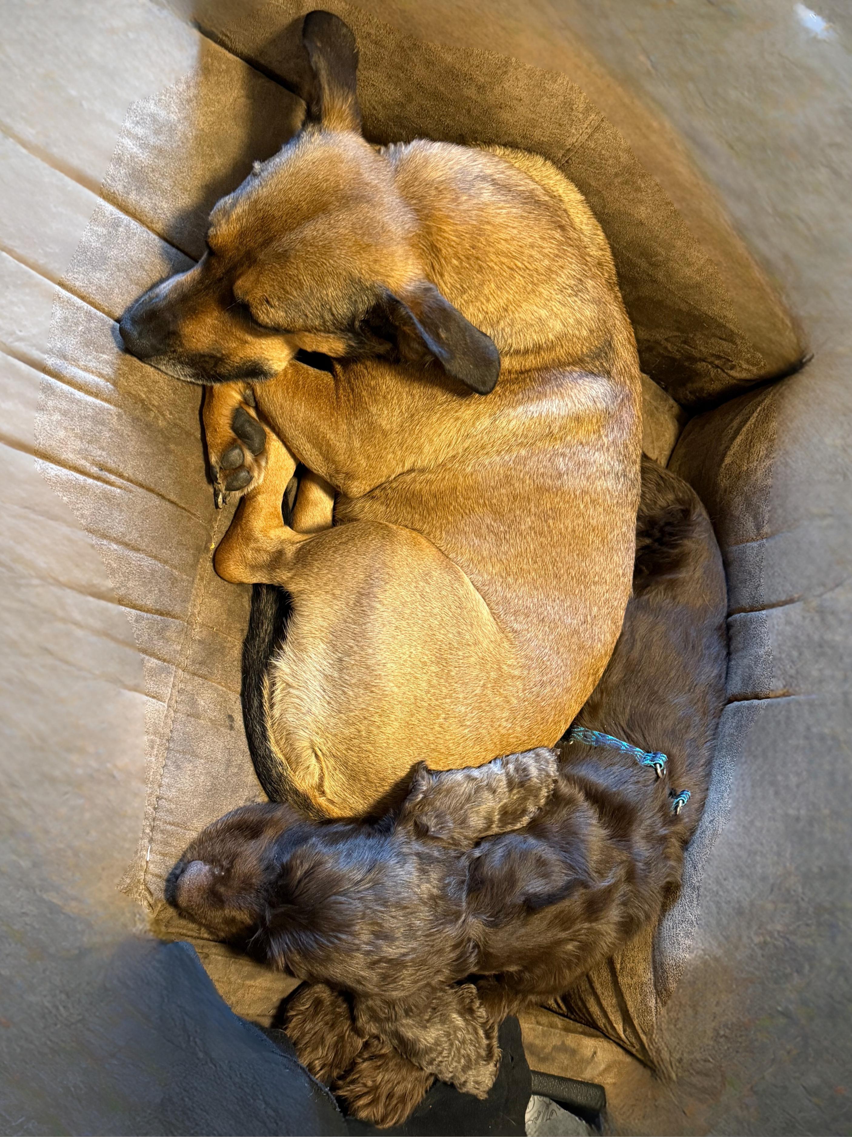 Penny | Adult | thumbnail 6