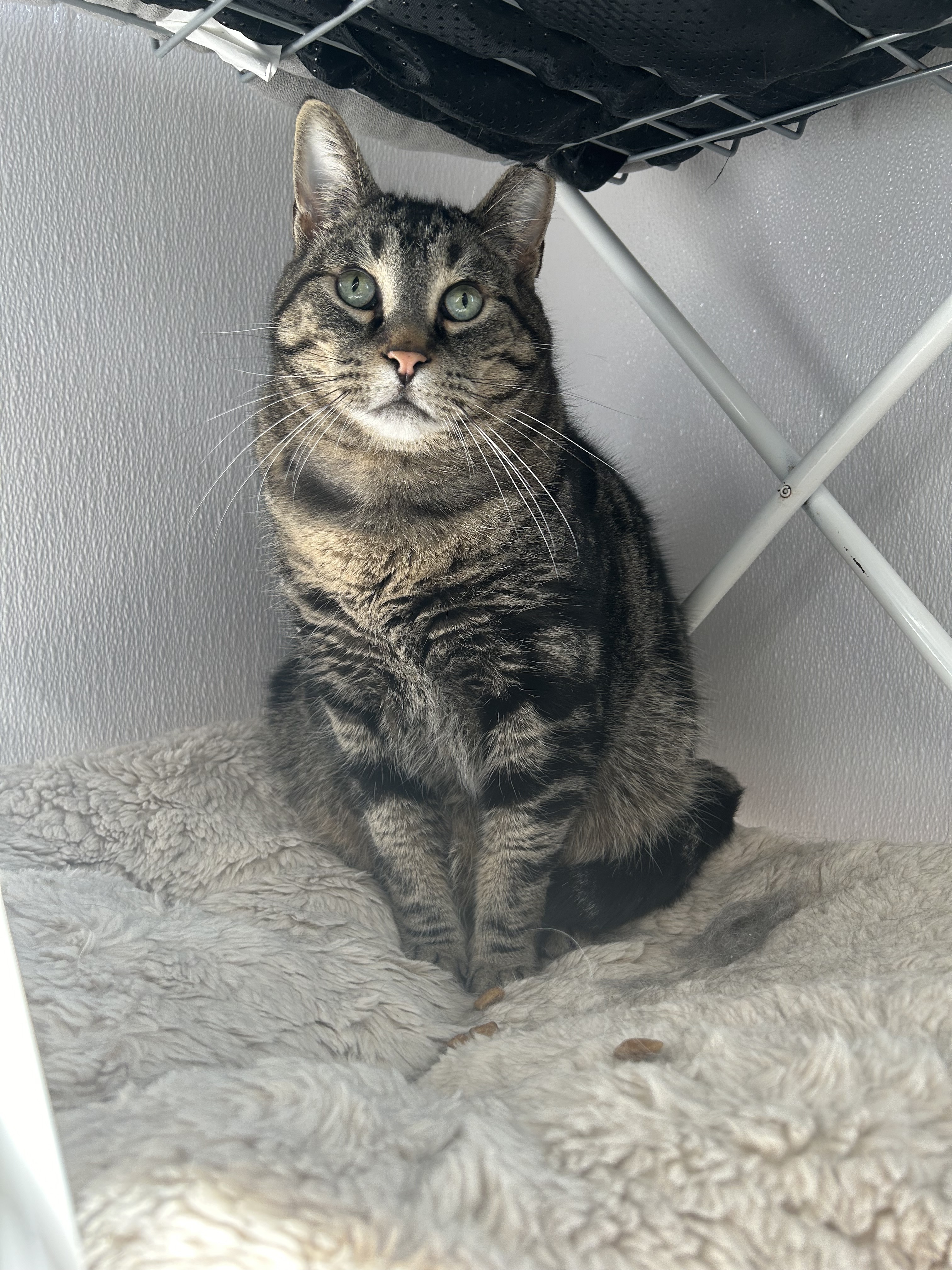 Enlarge Melvin, a Adoptable Domestic Short Hair in Lansing, MI image 2/4