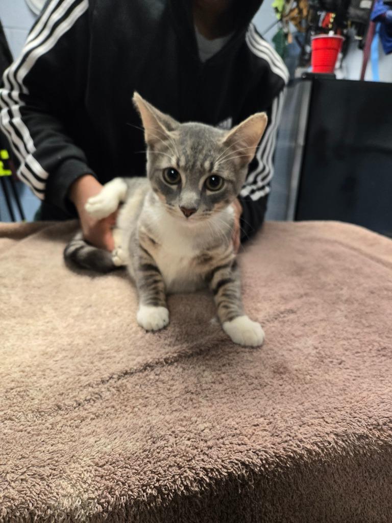 Milo, Adoptable, Young Male Domestic Short Hair.