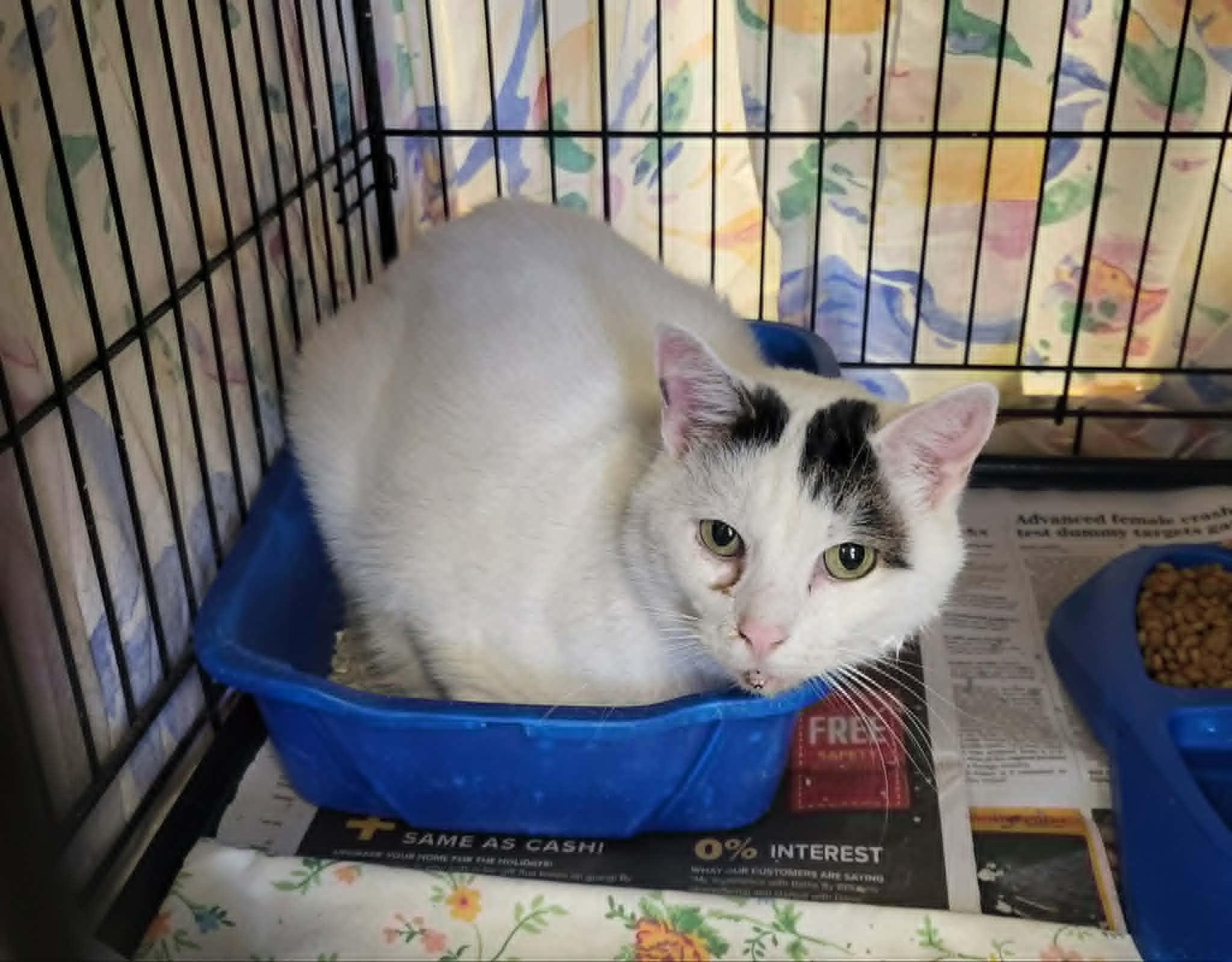 Adan - front declawed