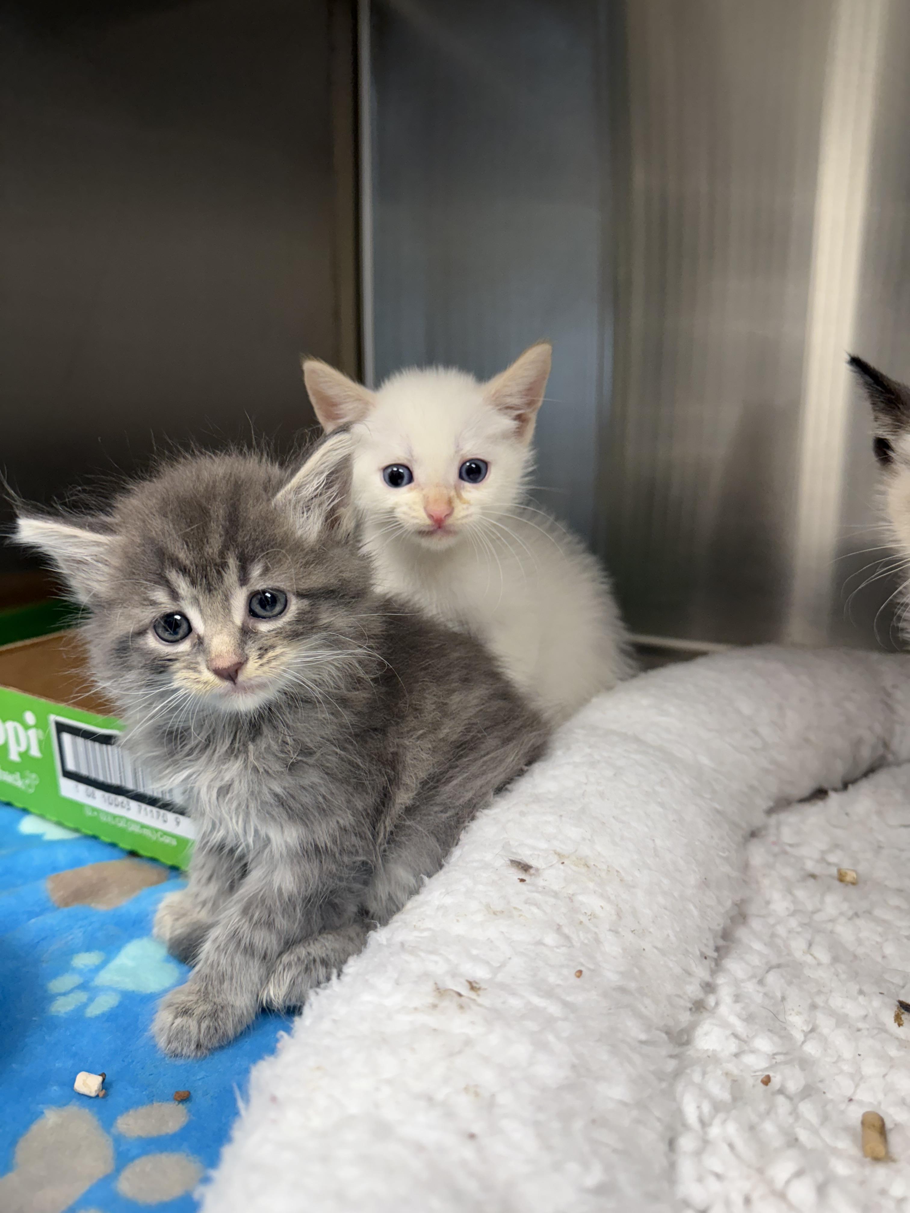 Dust Bunny (NOT READY TO MEET YET)