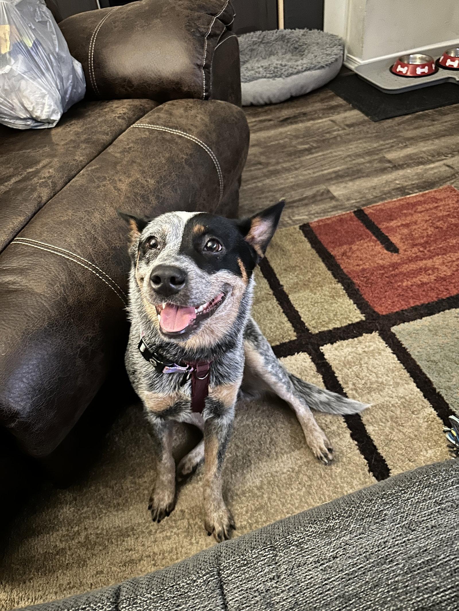 Rein, Adoptable, Adult Female Australian Cattle Dog / Blue Heeler.