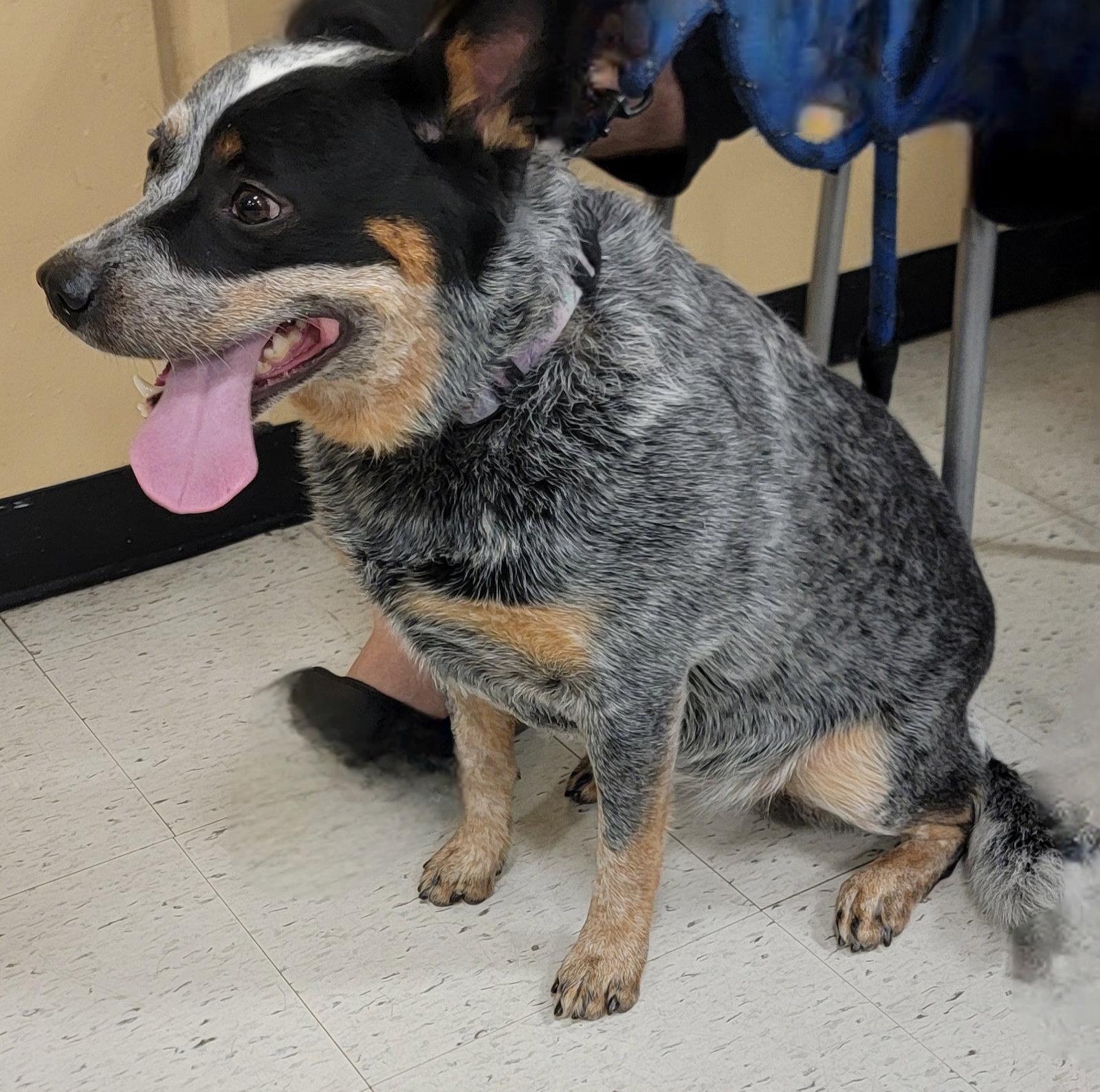 Enlarge Rein, a Adoptable Australian Cattle Dog / Blue Heeler in Boynton Beach, FL image 1/1
