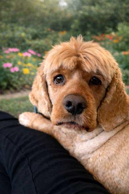 LUCY BILLS, Adopted, Senior Female Cocker Spaniel.