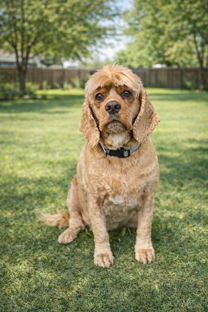 Enlarge LUCY BILLS, a Adopted Cocker Spaniel in Franklin, TN image 3/3