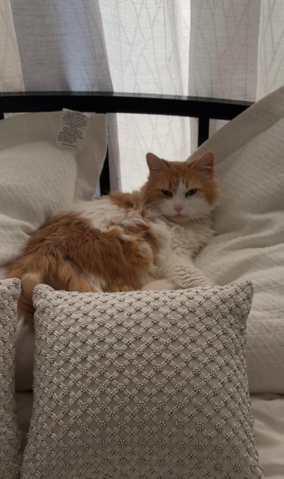 Peepers, adopted, Adult Male Domestic Medium Hair.