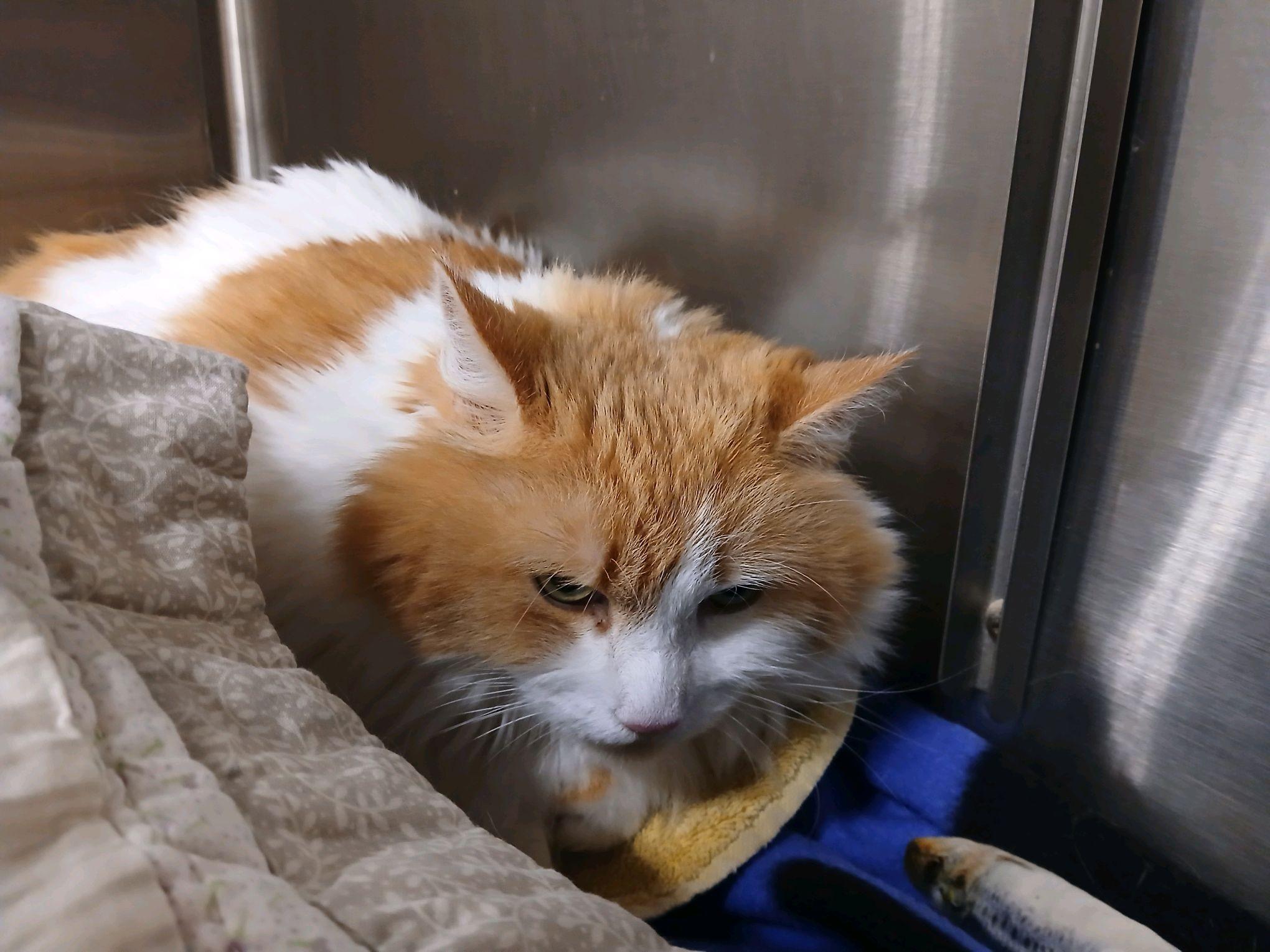 Peepers, an adopted Domestic Medium Hair in Philadelphia, PA image 3/4