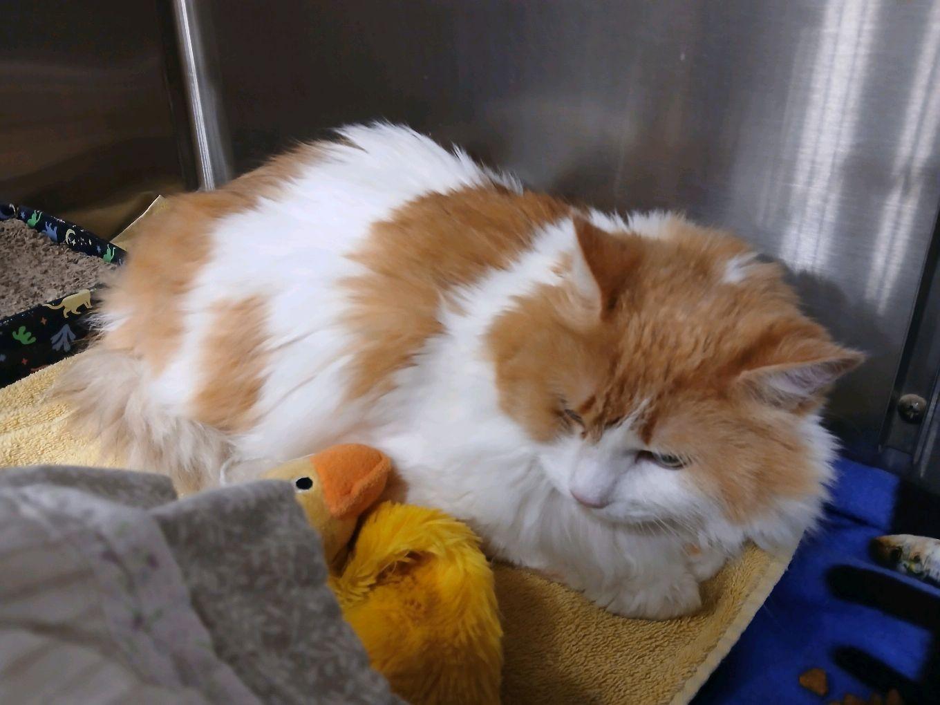 Peepers, an adopted Domestic Medium Hair in Philadelphia, PA image 4/4