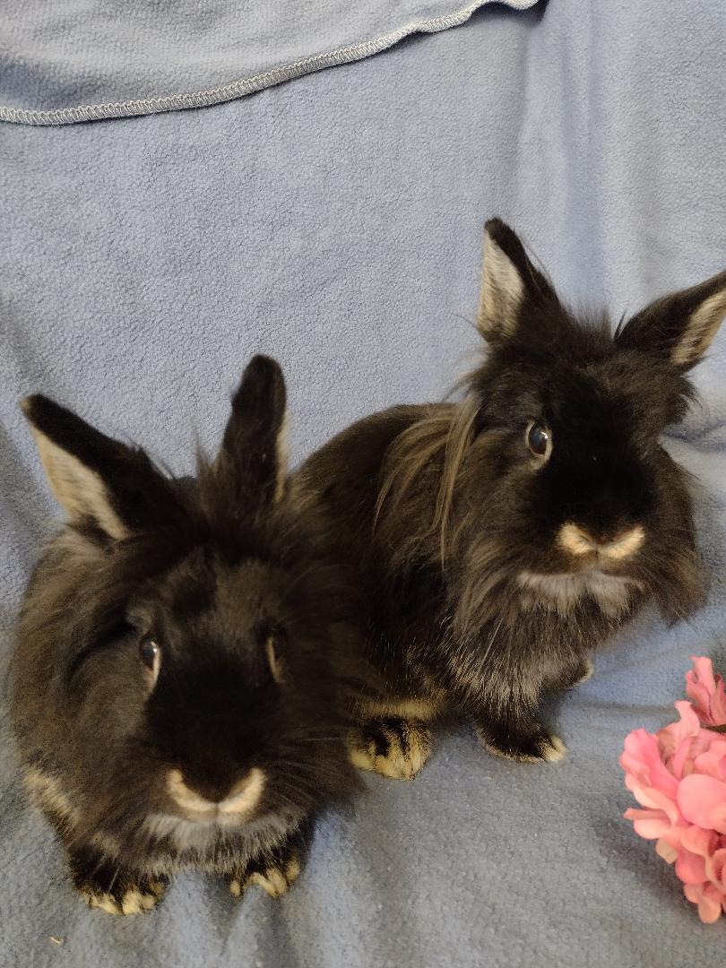 Rabbit for adoption - Kendall and Kylee, a Lionhead in Plymouth, MI ...