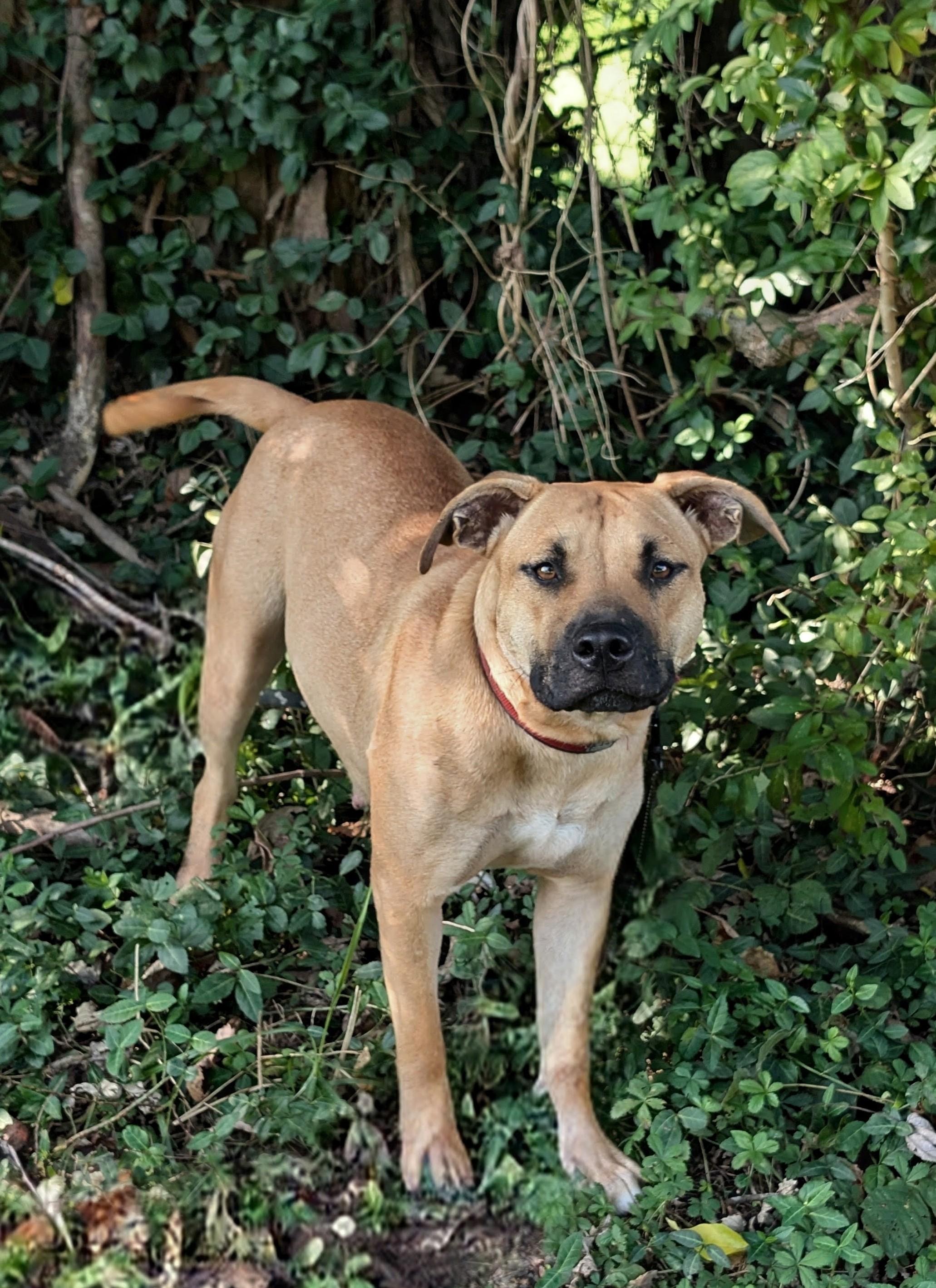 Duchess, Adopted, Young Female Labrador Retriever & Pit Bull Terrier.