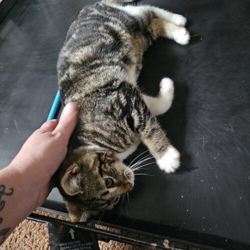 Cinnabon, Adoptable, Young Female Domestic Short Hair.