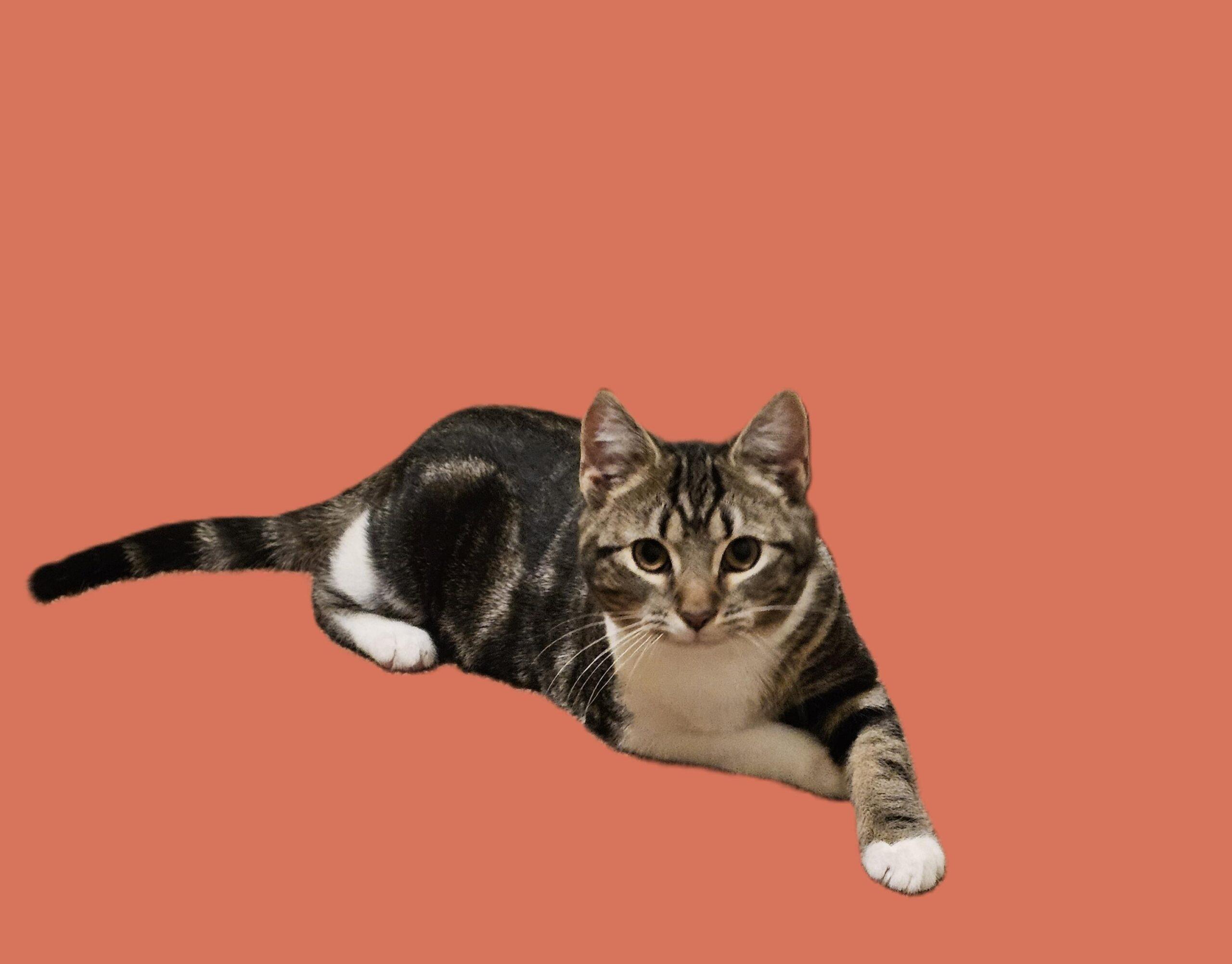 Cinnabon, Adoptable, Young Female Domestic Short Hair.