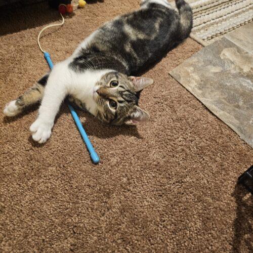 Enlarge Cinnabon, a Adoptable Domestic Short Hair in Seven Valleys, PA image 2/4