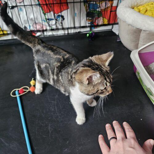 Enlarge Cinnabon, a Adoptable Domestic Short Hair in Seven Valleys, PA image 2/4