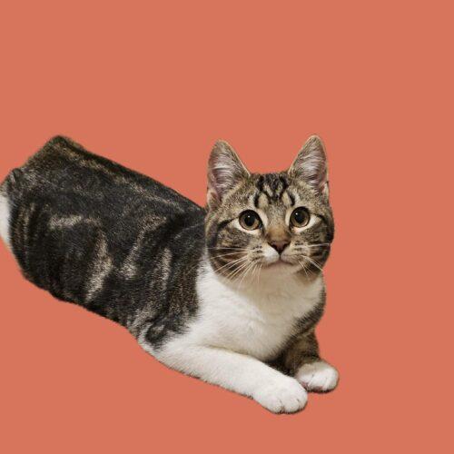 Enlarge Cinnabon, a Adoptable Domestic Short Hair in Seven Valleys, PA image 4/4