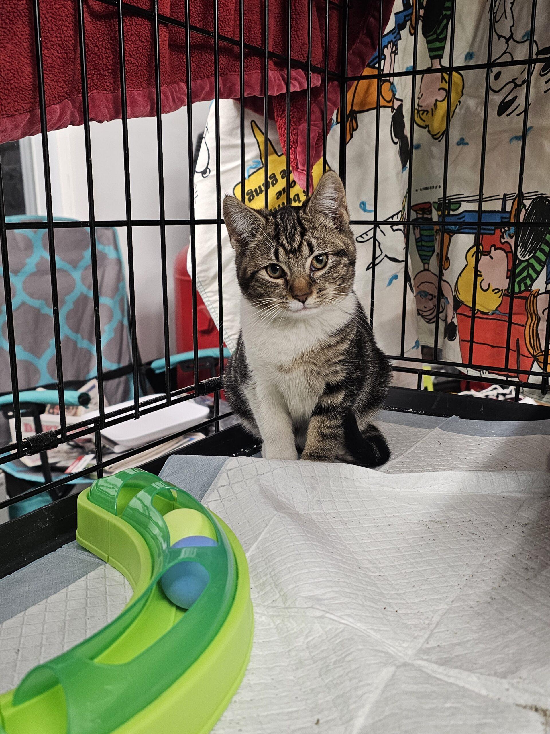 Enlarge Cinnabon, a Adoptable Domestic Short Hair in Seven Valleys, PA image 3/4