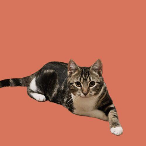 Enlarge Cinnabon, a Adoptable Domestic Short Hair in Seven Valleys, PA image 4/4