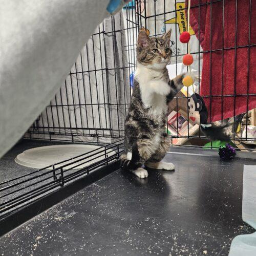 Enlarge Cinnabon, a Adoptable Domestic Short Hair in Seven Valleys, PA image 4/4