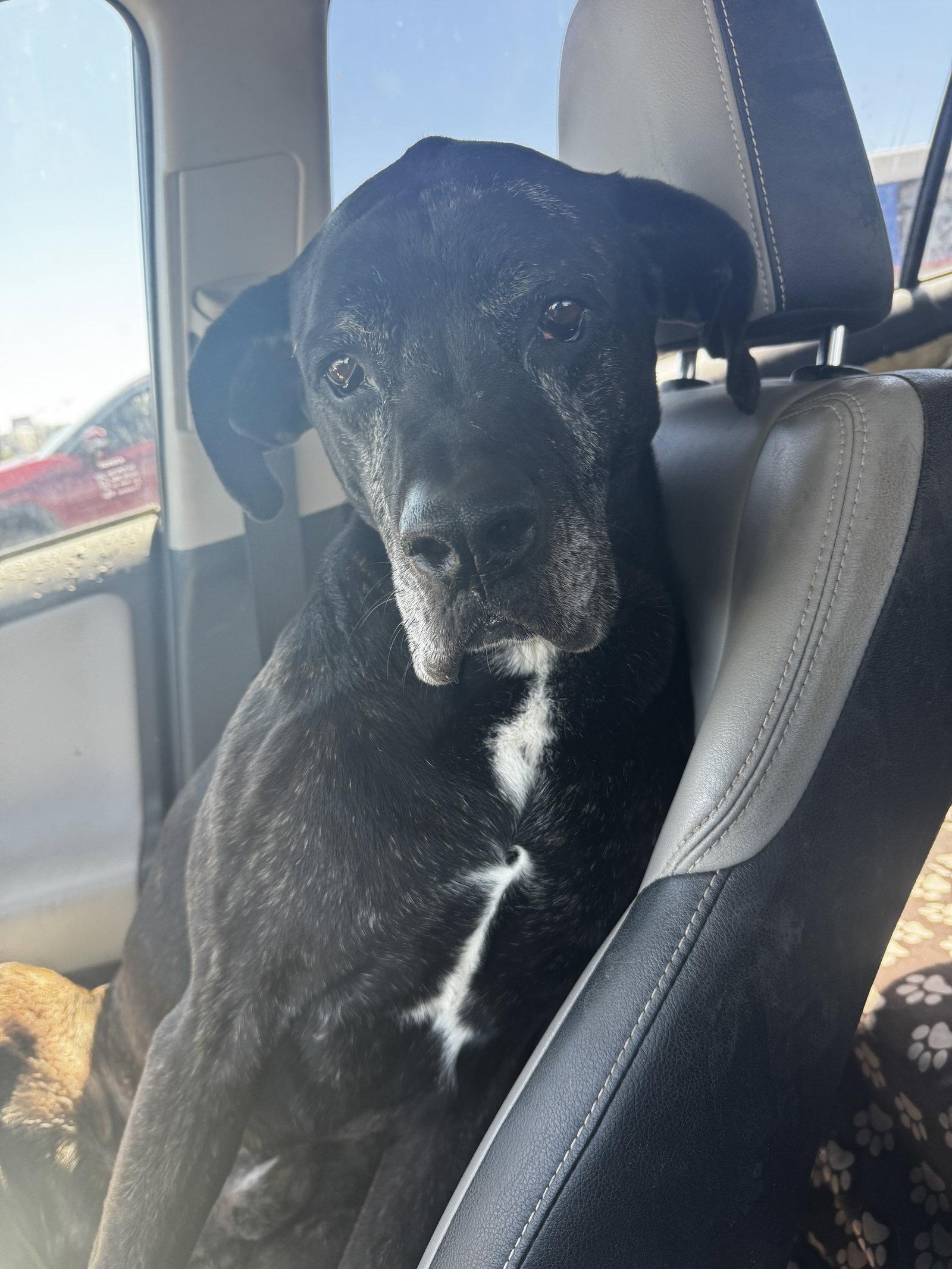 David Puddy, Adoptable, Senior Male Boxer.