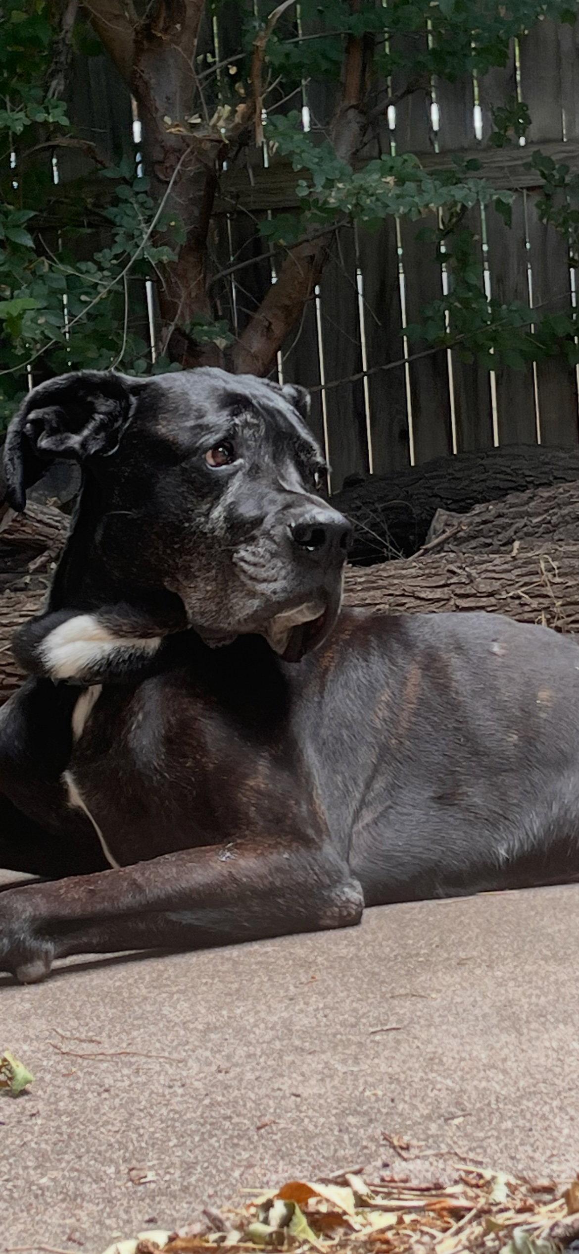 David Puddy, a Adoptable Boxer in Fort Collins, CO image 2/3