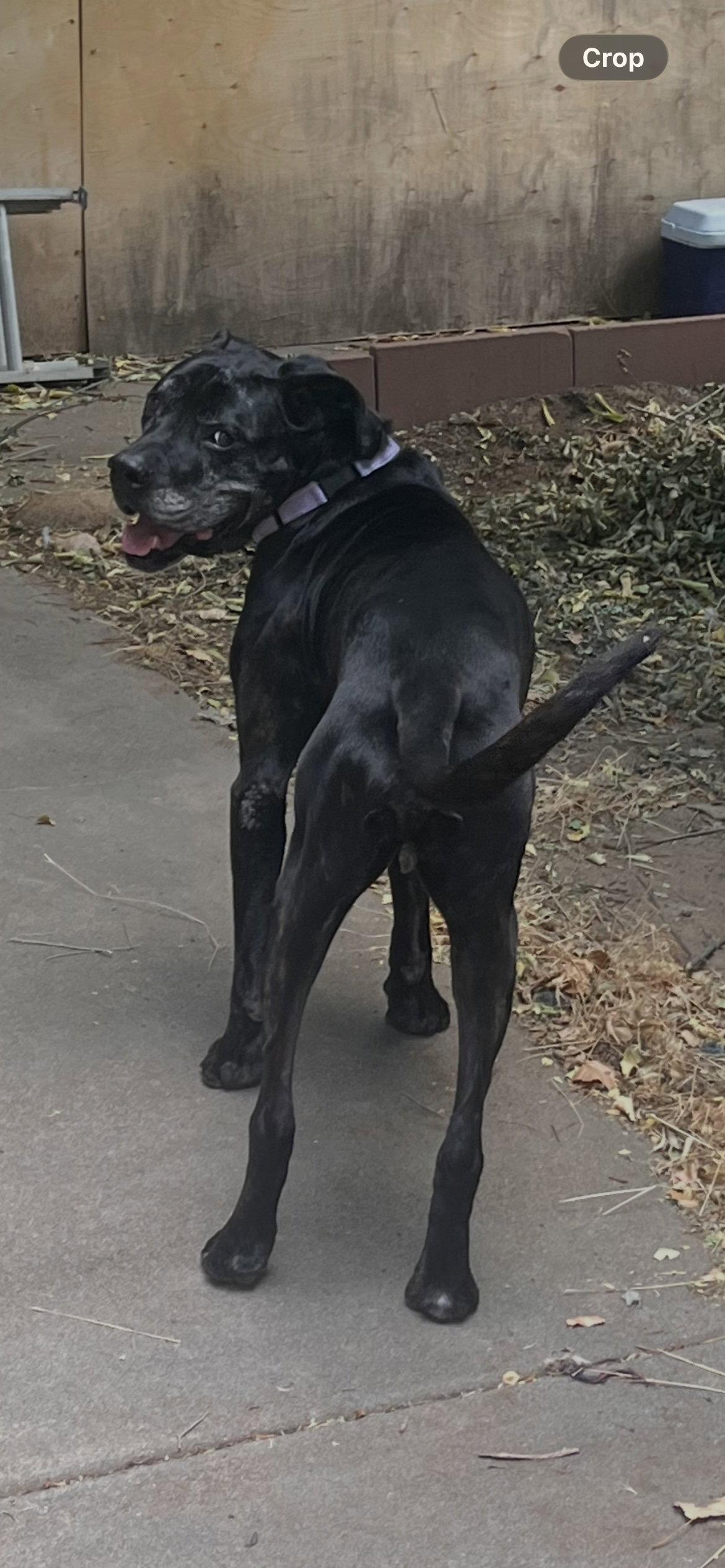 David Puddy, a Adoptable Boxer in Fort Collins, CO image 3/3