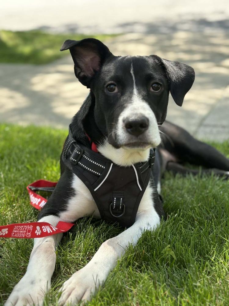 Enlarge Camilla, a Adoptable mixed breed in Amherst, NY image 1/6