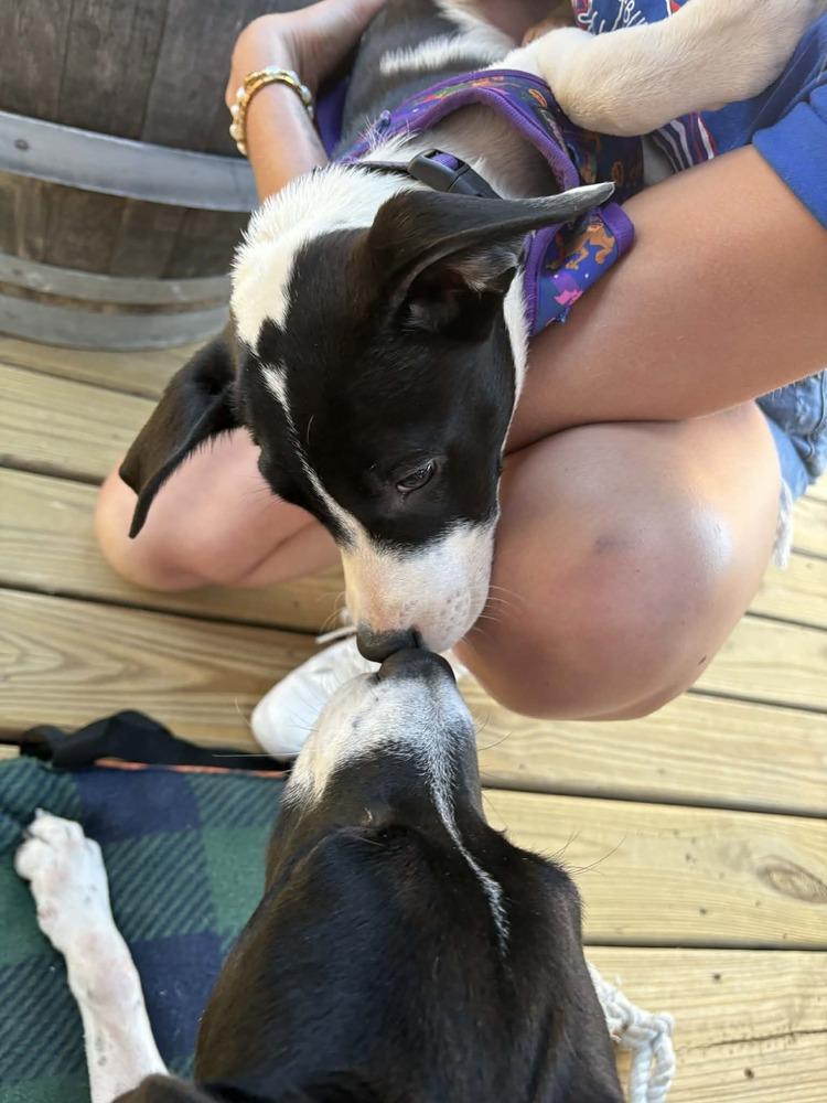 Enlarge Camilla, a Adoptable mixed breed in Amherst, NY image 2/6