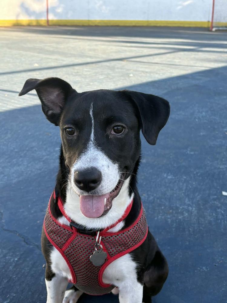 Enlarge Camilla, a Adoptable mixed breed in Amherst, NY image 4/6