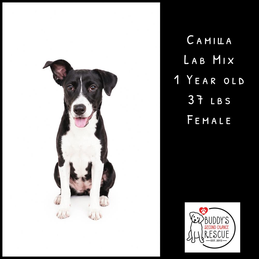 Enlarge Camilla, a Adoptable mixed breed in Amherst, NY image 5/6