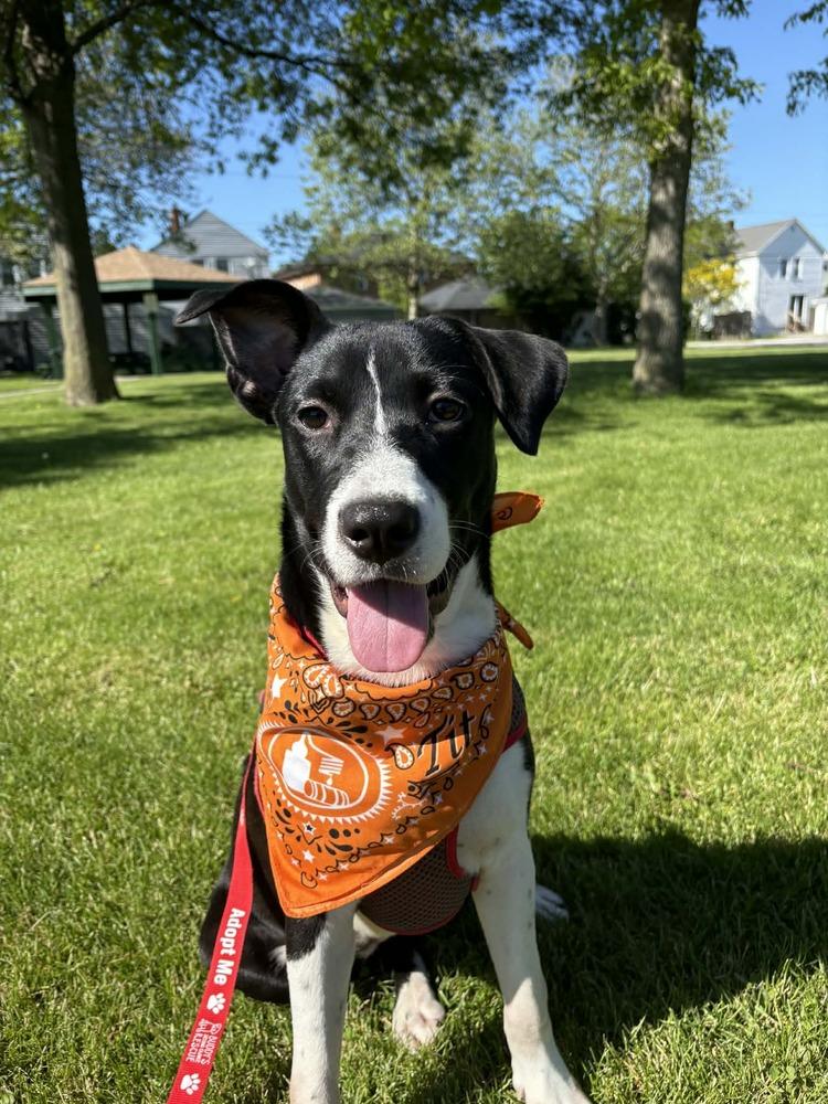 Enlarge Camilla, a Adoptable mixed breed in Amherst, NY image 6/6