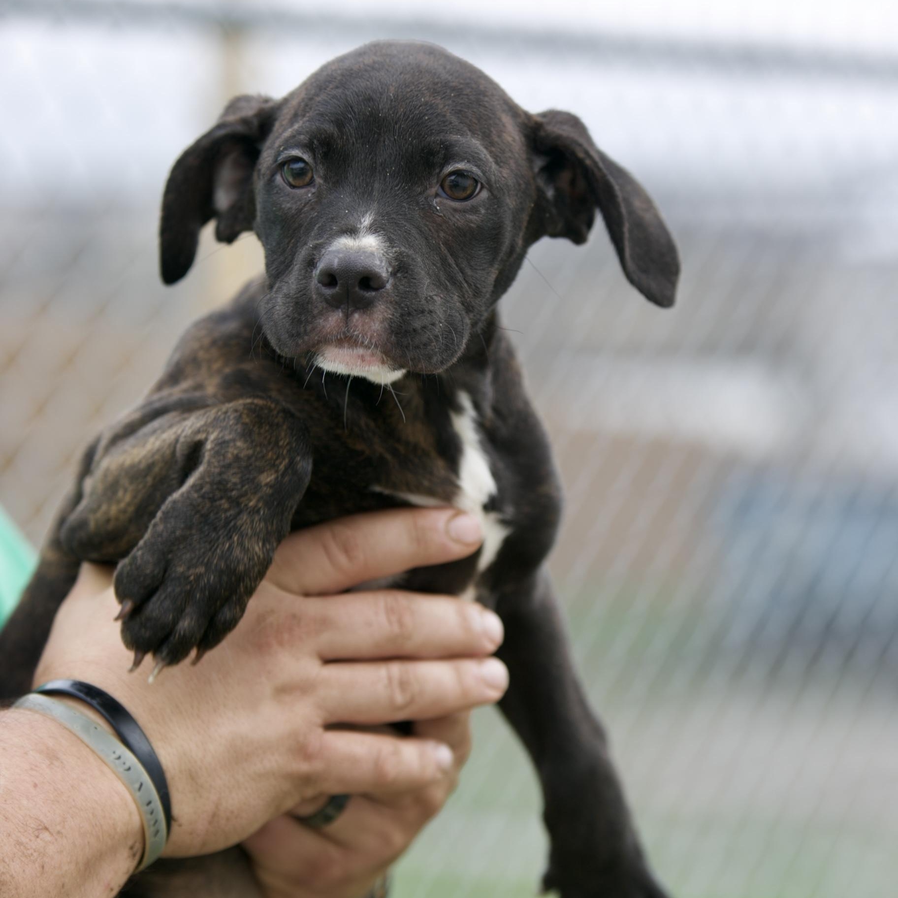 Enlarge Melon, a ADOPTABLE mixed breed in Mount Sterling, KY image 1/1