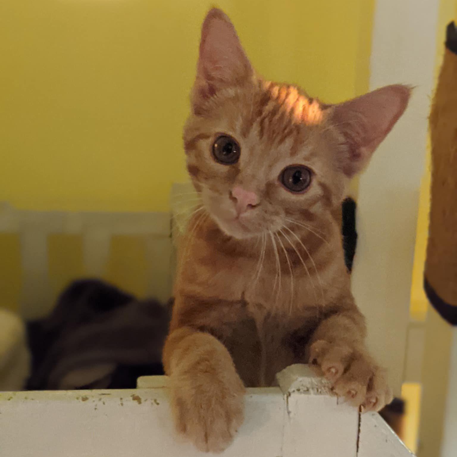 Orange Kitten